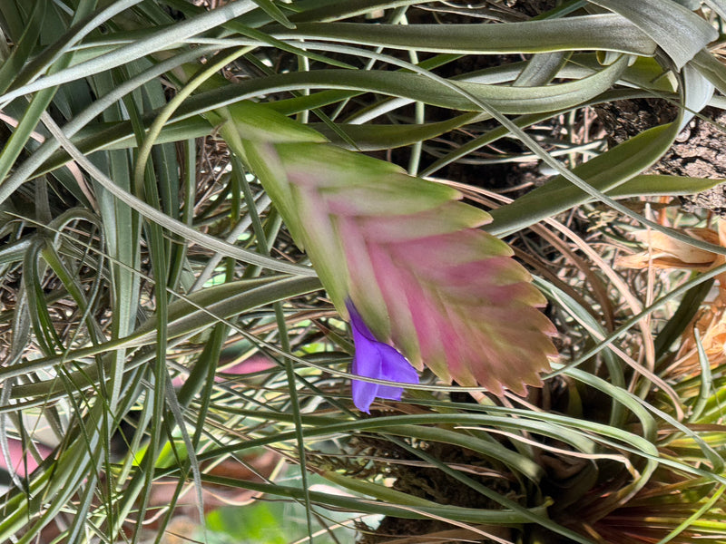 Een Tillandsia cyanea met een platte, roze bloeiwijze waaruit een violetblauwe bloem tevoorschijn komt, omgeven door smalle bladeren.