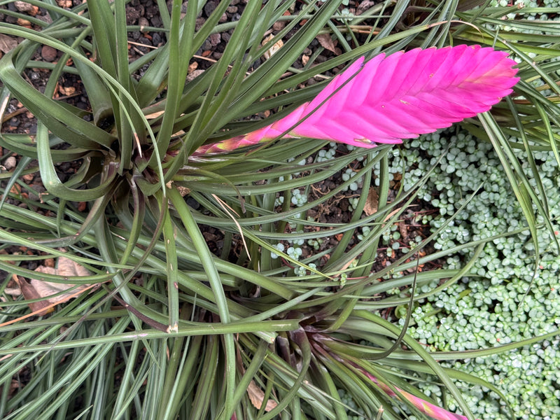 Een Tillandsia cyanea met smalle groene bladeren en een opvallende roze bloeiwijze van bovenaf gezien.