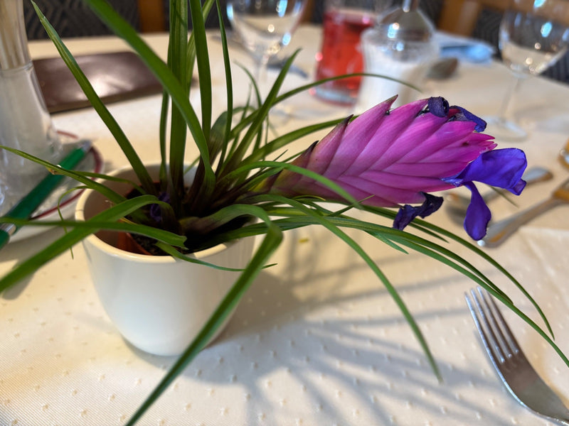Blauwe tillandsia — Bild 2
