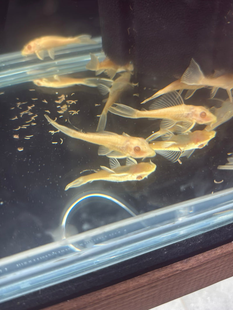 Blauwantennemeerval (kweekvorm voor albino's) — Bild 1