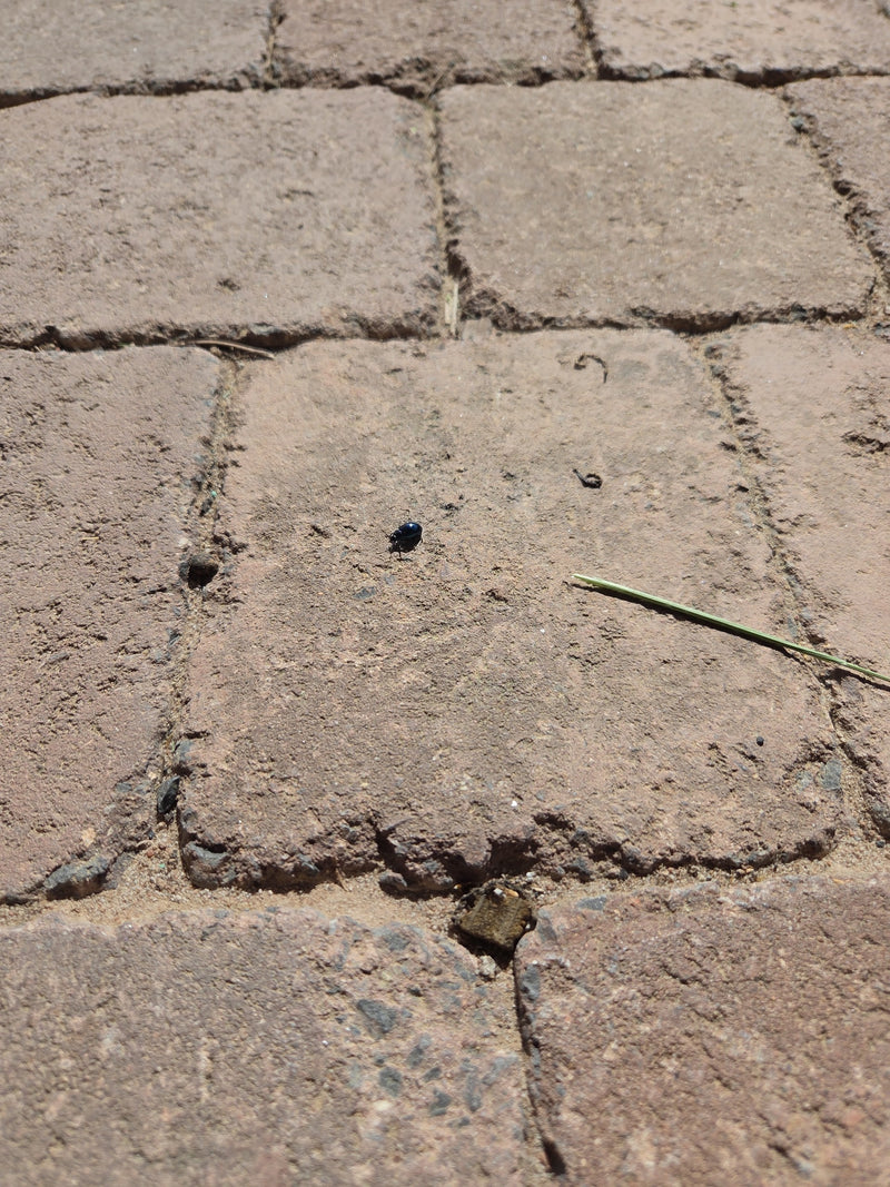 Blauwe elzenbladkever — Bild 2