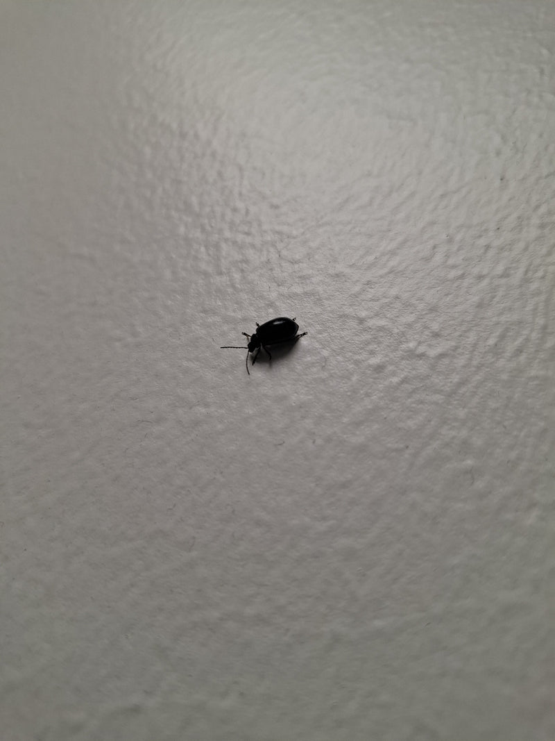 Een elsbladhaantje zit op een lichte muur. Het bovenaanzicht toont het donker glanzende insect in rustende positie.
