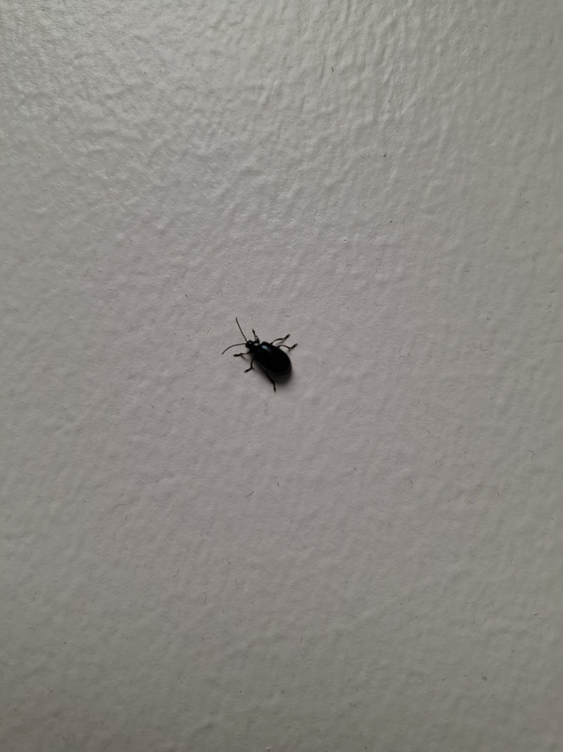 De afbeelding toont een elhanenhaantje dat op een lichte, gestructureerde muur zit. Het insect vertoont zijn typische donkerblauwe kleur en vorm.