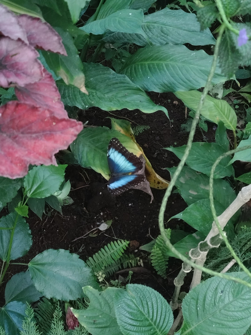 Blauwe morphovlinder — Bild 1