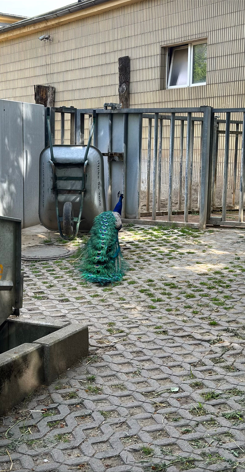 Blauwe pauw — Bild 3