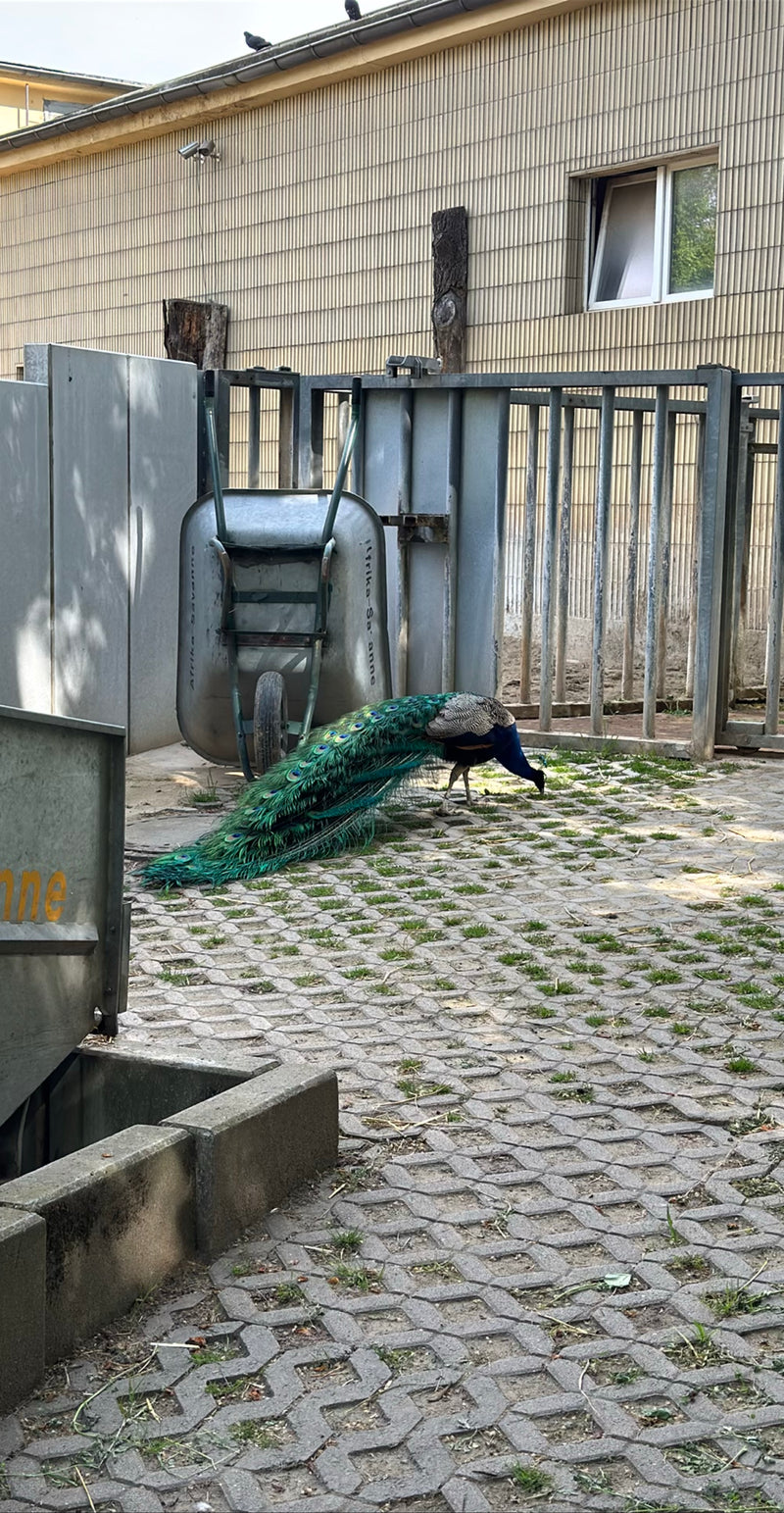 Blauwe pauw — Bild 2