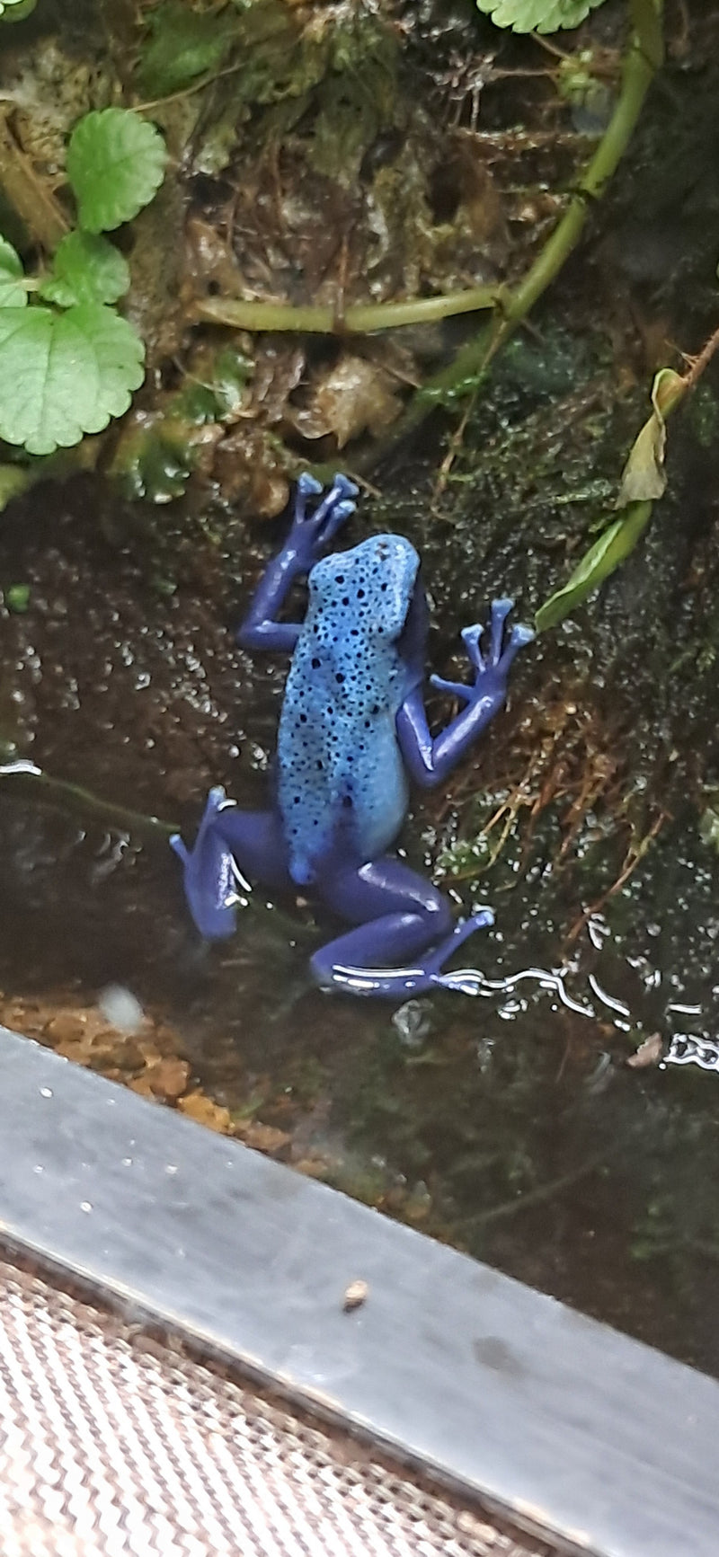 Blauer Pfeilgiftfrosch — foto 1 van 1