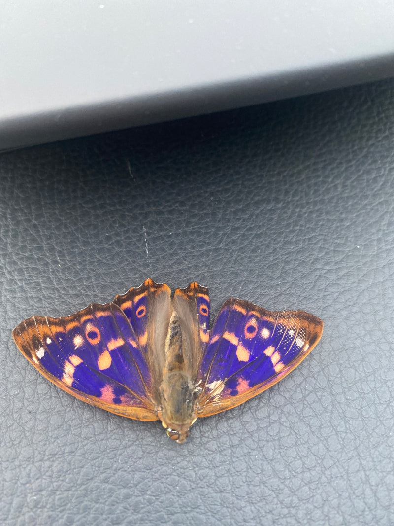 Blauwe viooltjevlinder — Bild 1