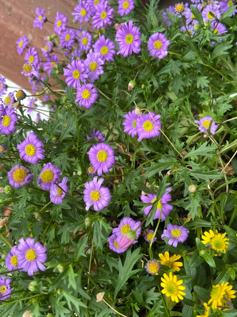Blauw madeliefje — foto 1 van 5