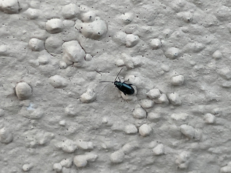 Blauwkorrelige kip — foto 2 van 6