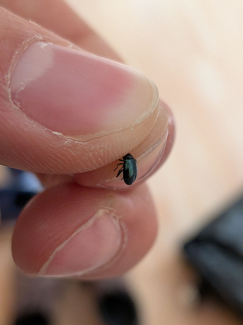 Een klein, blauwzwart kevertje zit op een menselijke vingertop. Het insect is van dichtbij te zien.