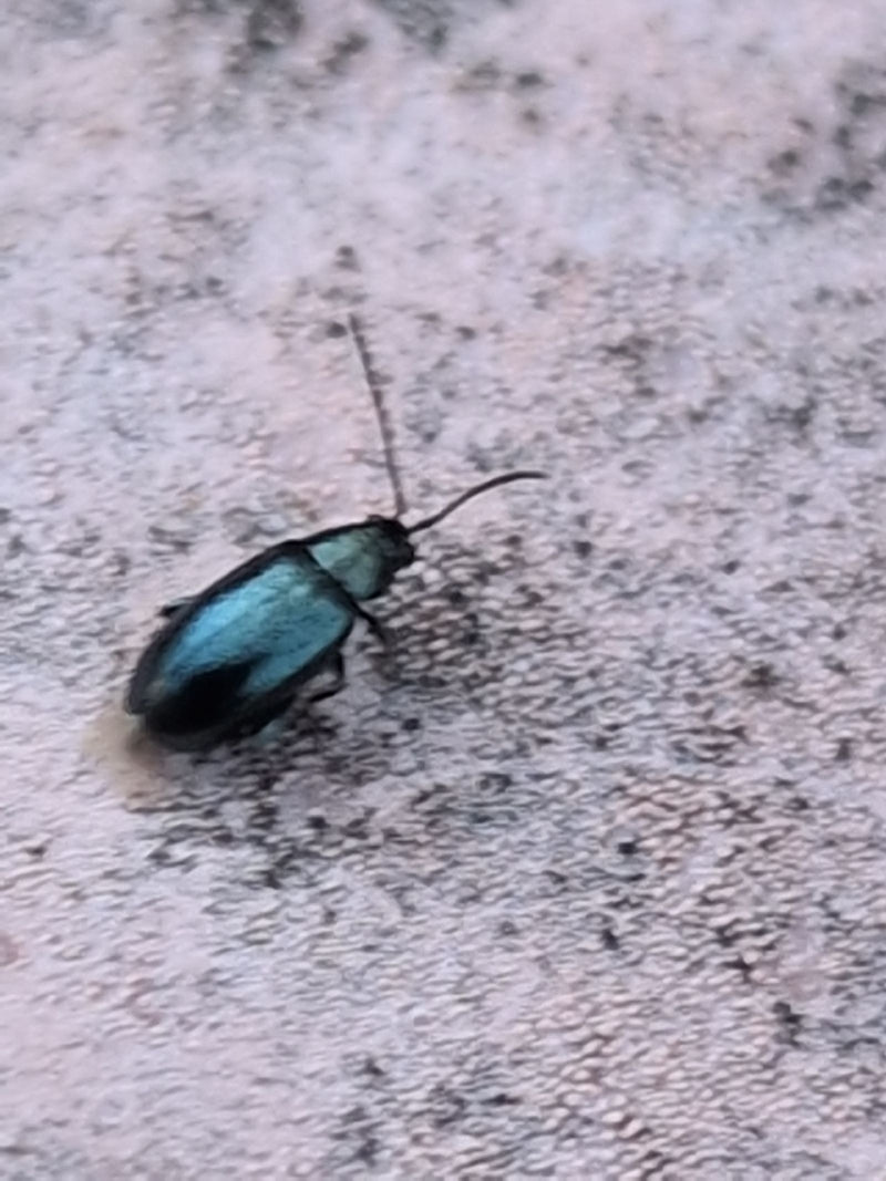 Blauwkorrelige kip — foto 1 van 6