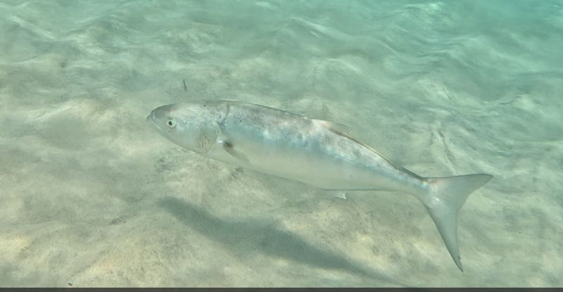 Blaufisch — foto 1 van 1