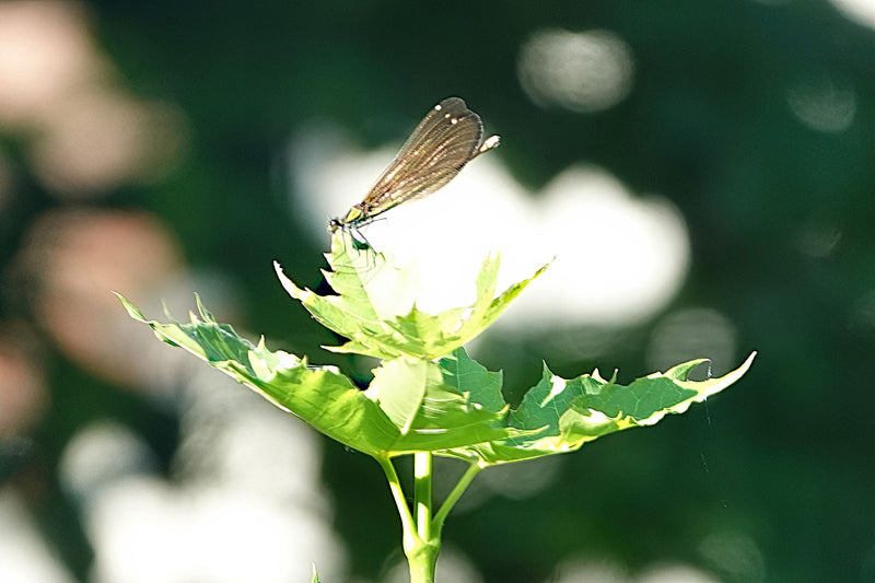 Blauwvleugeljuffer — Bild 1