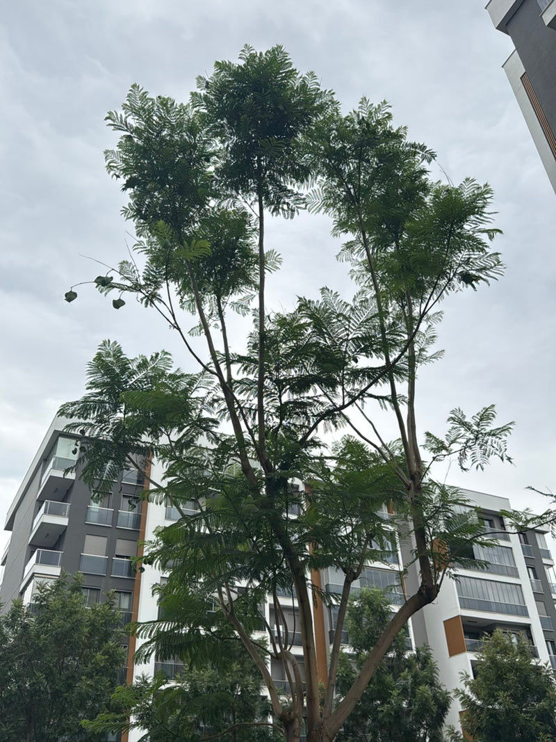 Klokje boom — Bild 2