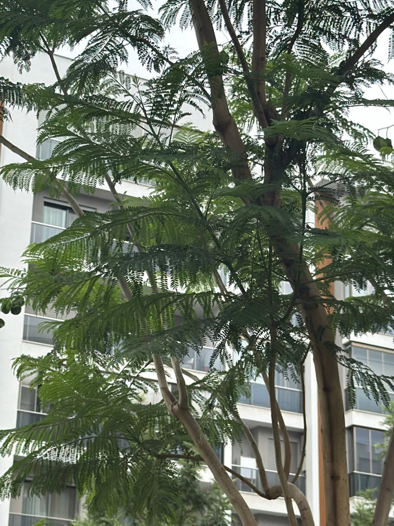 Klokje boom — Bild 1