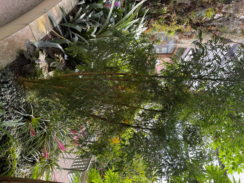 De afbeelding toont een jonge plant met fijn geveerde, varenachtige bladeren. Hij groeit in een kas tussen andere tropische planten.