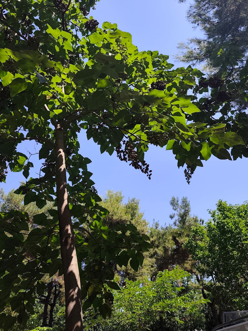 Paulownia — Bild 1