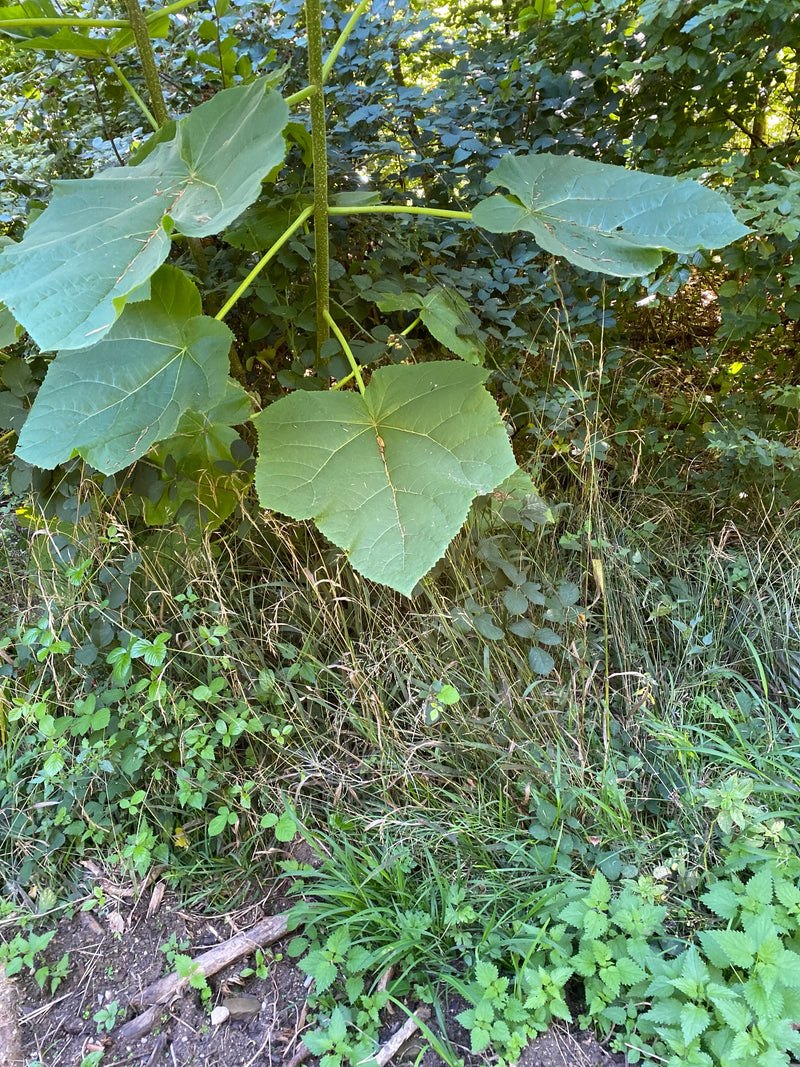 Er is een jonge Paulownia te zien met karakteristieke grote, hartvormige bladeren aan de rand van een bos. De plant groeit in een omgeving met dicht gras en ...