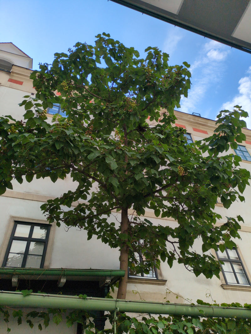 Paulownia — Bild 2