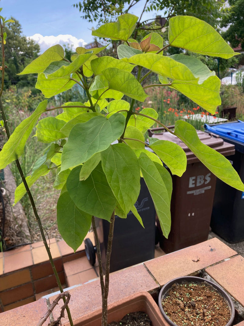 Paulownia — Bild 3