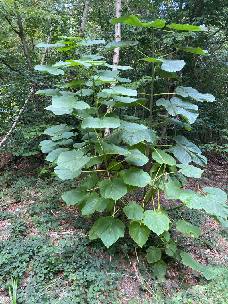 Er is een jonge paulownia-boom te zien met kenmerkende grote, hartvormige bladeren in een bos. De plant groeit in een natuurlijke omgeving met bosgrond.