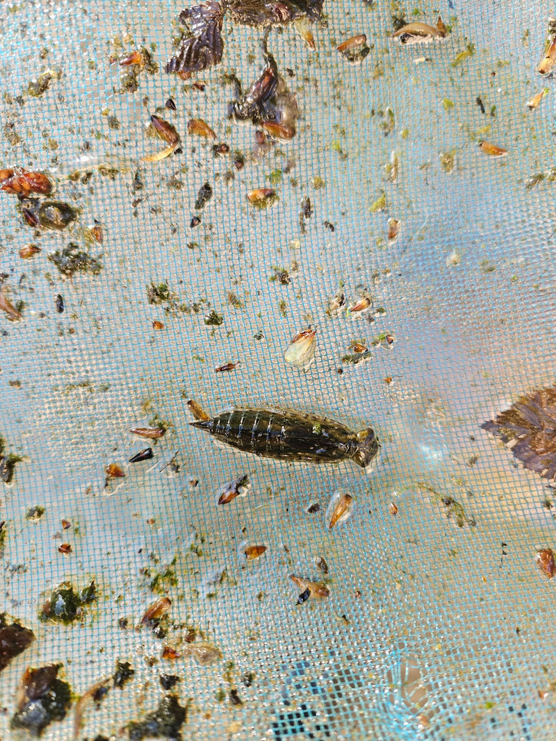 Blauwgroen mozaïekmeisje — Bild 1