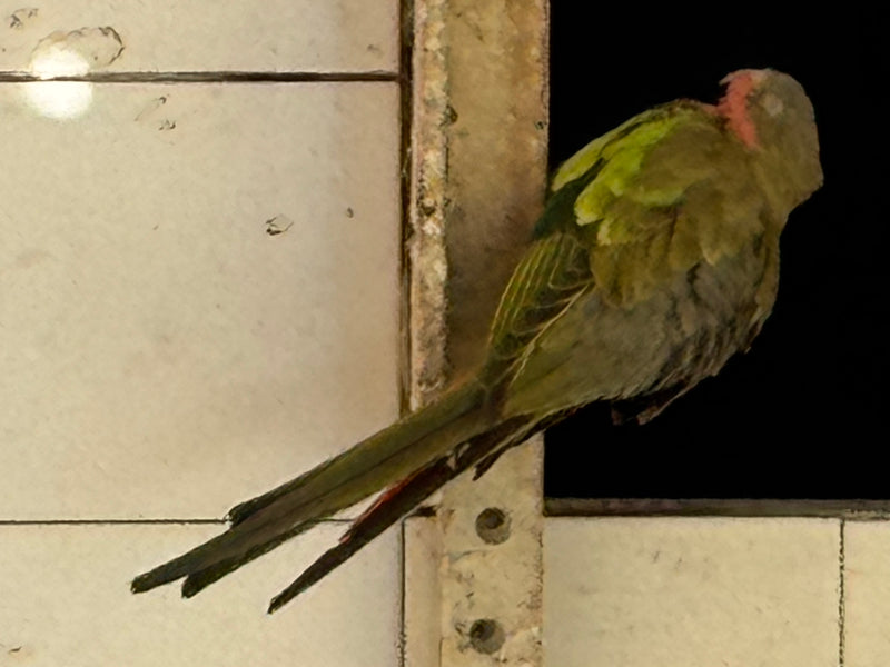 Blauwkopparkiet met ringhals — foto 3 van 14