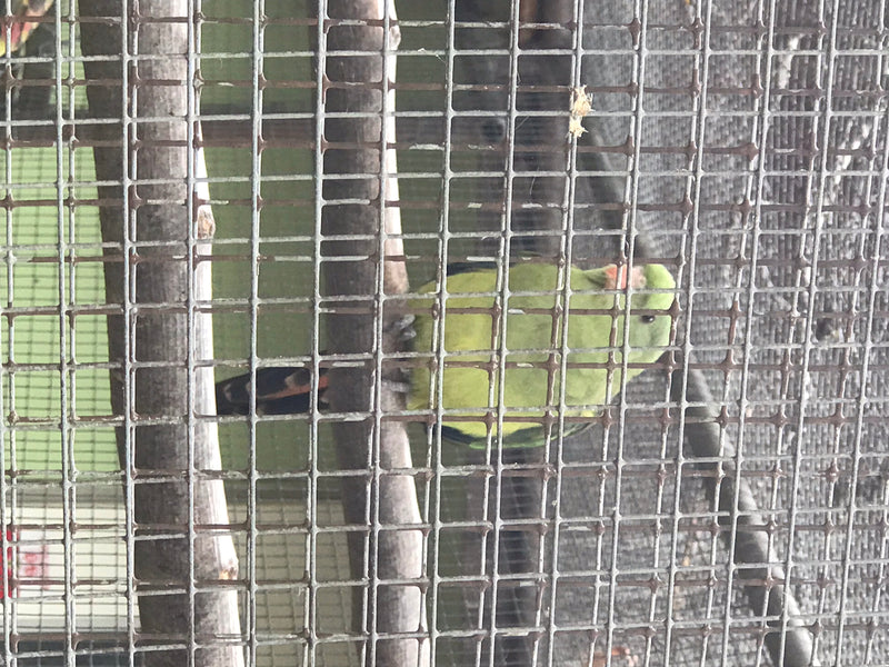 Blauwkopparkiet met ringhals — foto 1 van 14