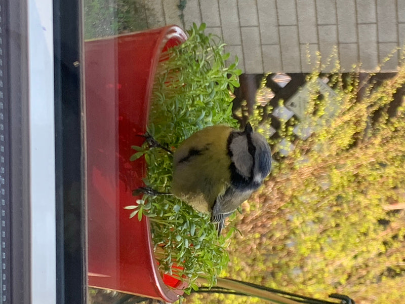 Pimpelmees — foto 5 van 10
