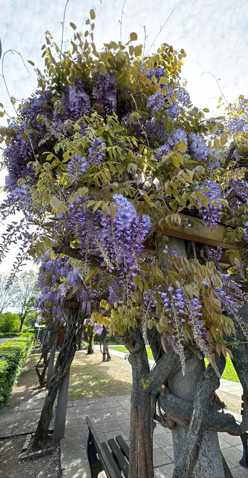 De afbeelding toont een rijkelijk bloeiende Chinese regenwijd die langs een houten pergola klimt. De hangende paarse bloeiwijzen en jonge bladeren vormen een...