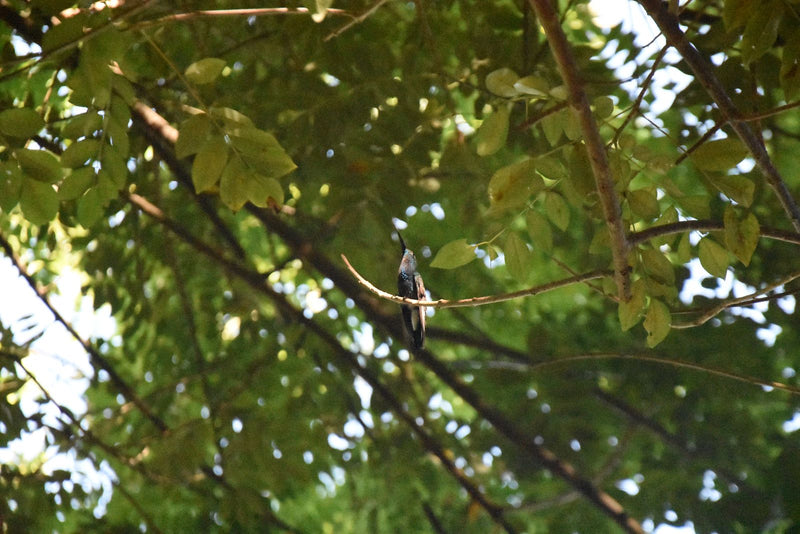 Blauschwanz-Schimmerkolibri — foto 1 van 1