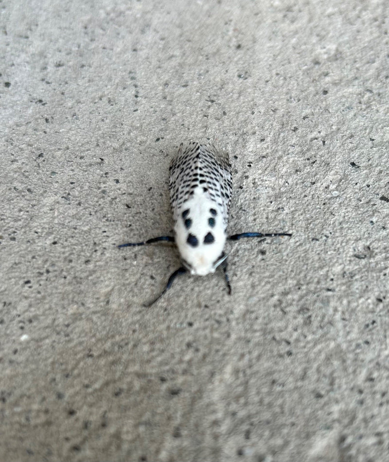 Blauw scherm — foto 3 van 13