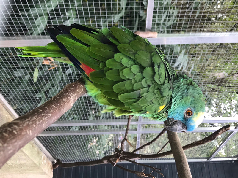 Blaustirnamazone — foto 1 van 1