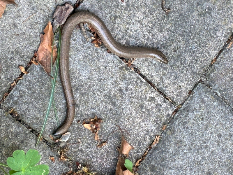 Blindschleiche — Bild 1