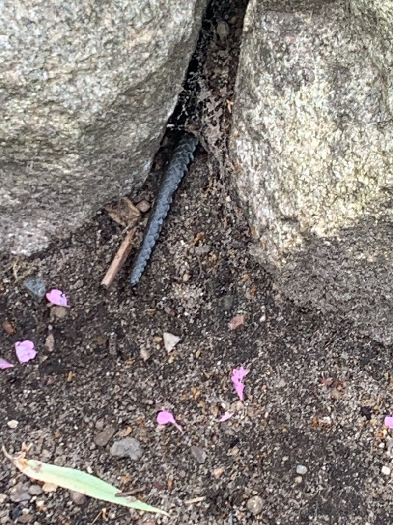 hazelworm — foto 4 van 13