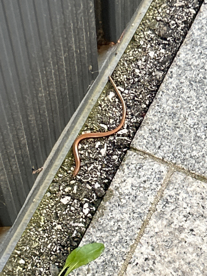 hazelworm — foto 1 van 13