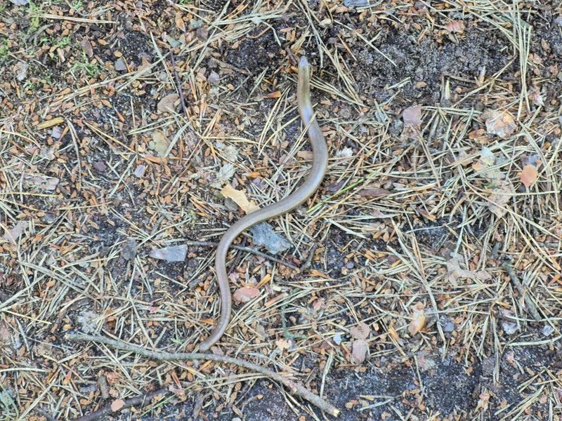 hazelworm — foto 2 van 13