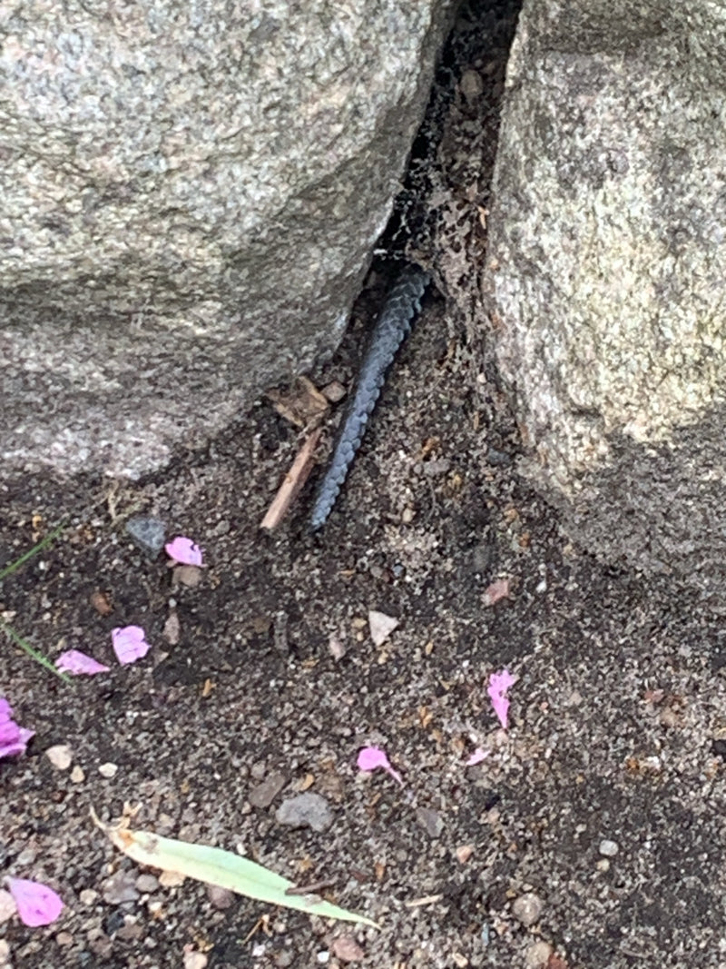 hazelworm — foto 3 van 13