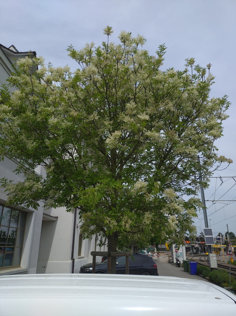 Bloem As — Bild 1