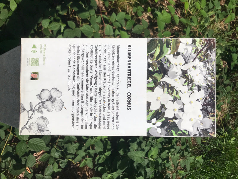 Blumen-Hartriegel — foto 1 van 2