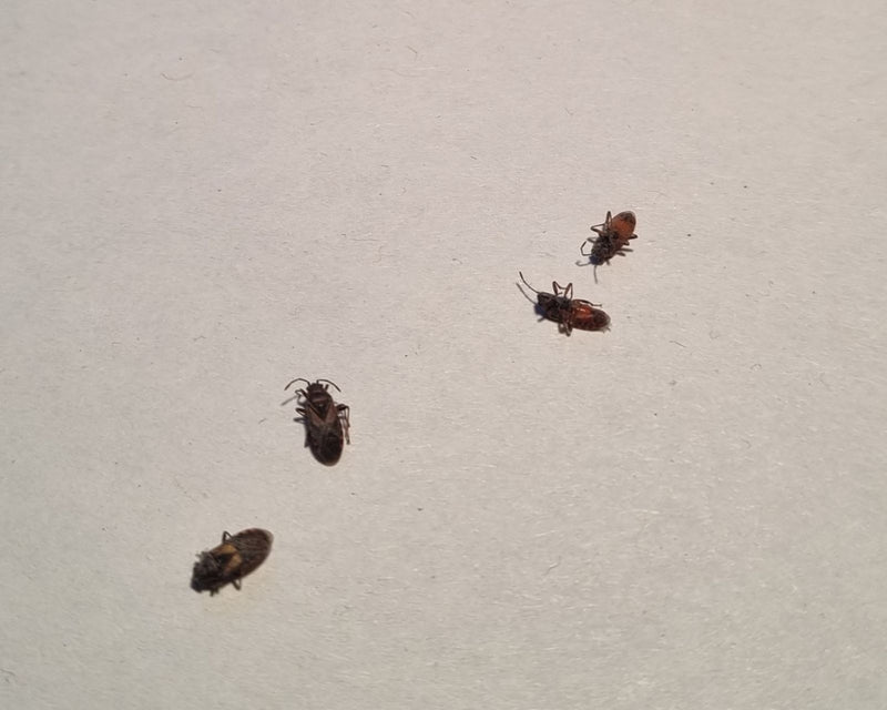 Op een lichte ondergrond zitten vier kleine bloemwantsen uit de familie Anthocoridae. Ze rusten rustig in een licht bovenaanzicht.
