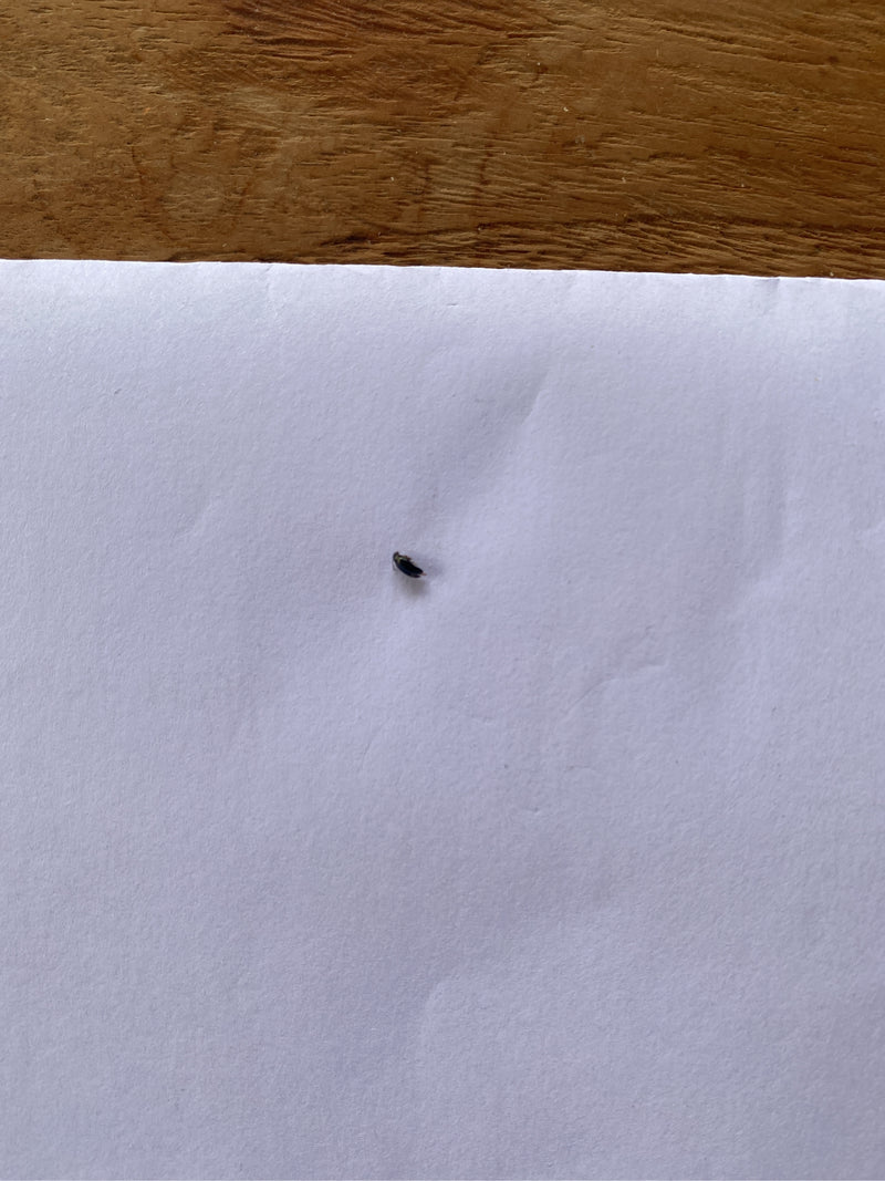 Een heel klein insect zit op een wit vel papier. Het dier is alleen herkenbaar als een minuscuul donker stipje.