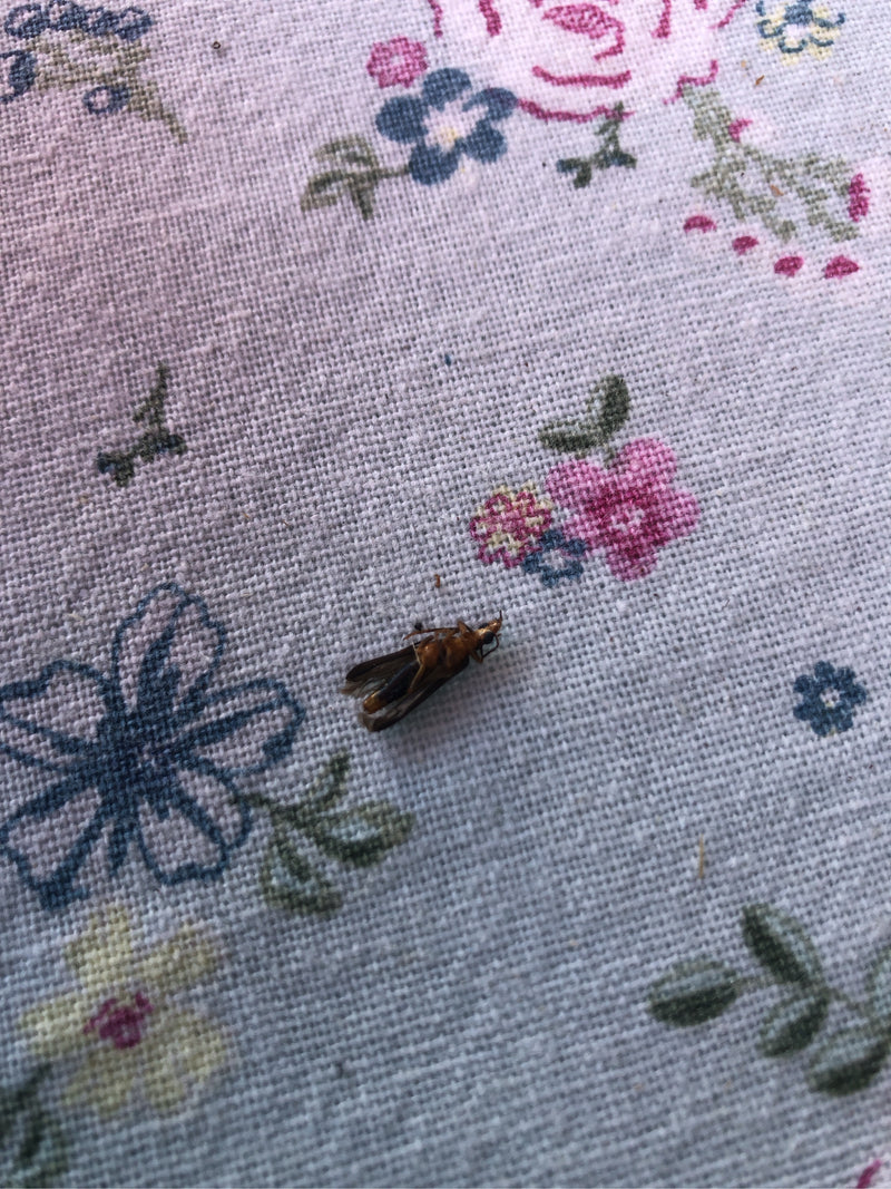 Een enkele roofwants ligt op een stoffen ondergrond met een patroon. Het insect is duidelijk zichtbaar.