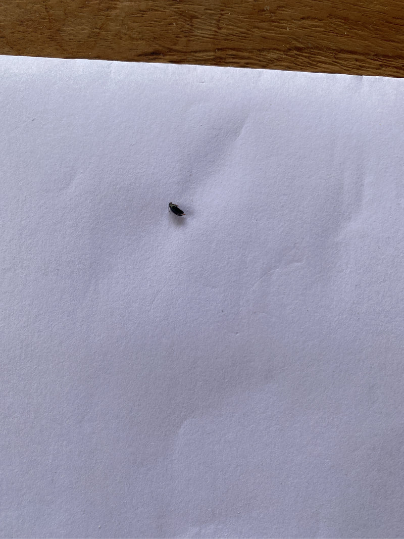 Een heel klein insect zit op een wit vel papier, moeilijk te herkennen.