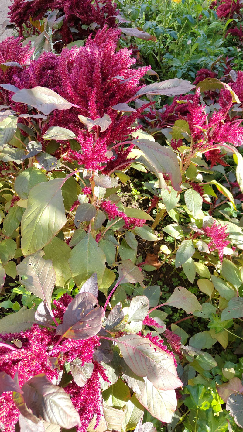 Blut-Amarant — foto 1 van 1
