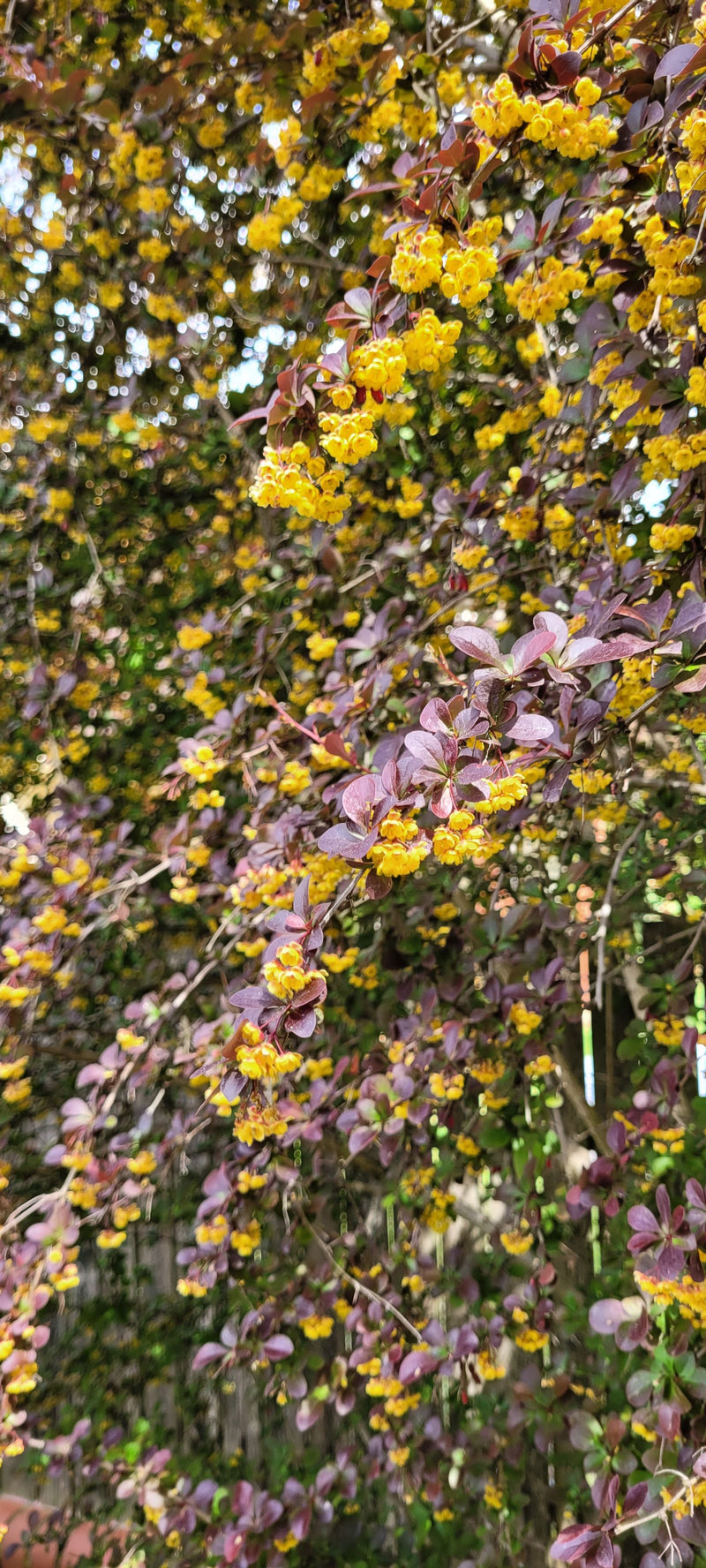 Te zien is een tak van de zuurbes met donkerrode bladeren en talrijke gele bloemen. De foto toont de struik in een natuurlijke omgeving.