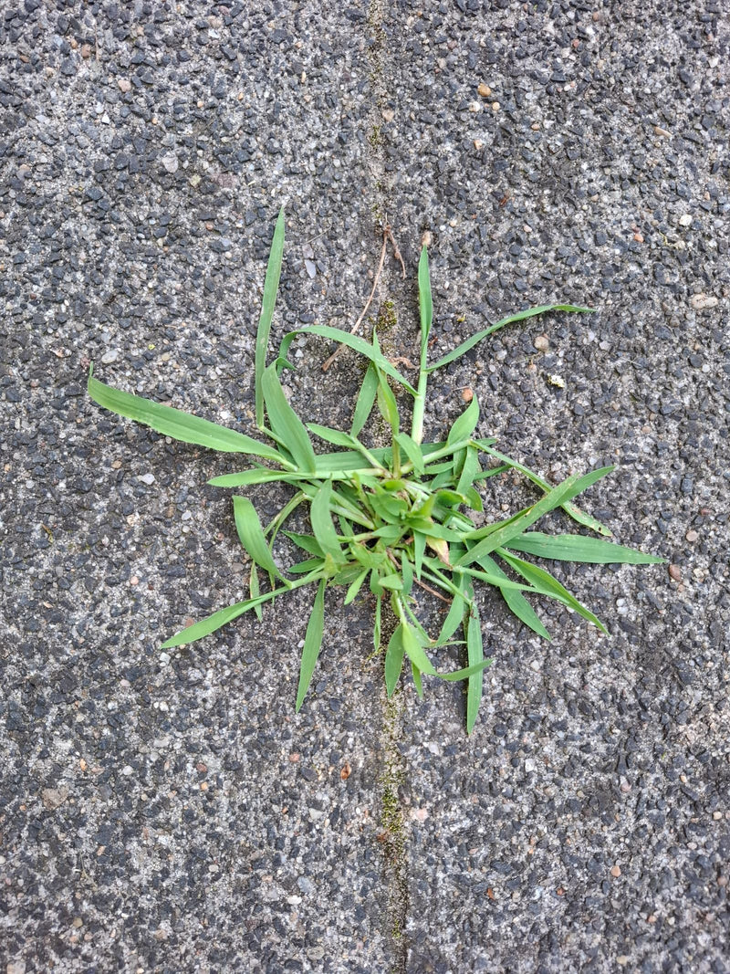 Bloed gierst — Bild 2