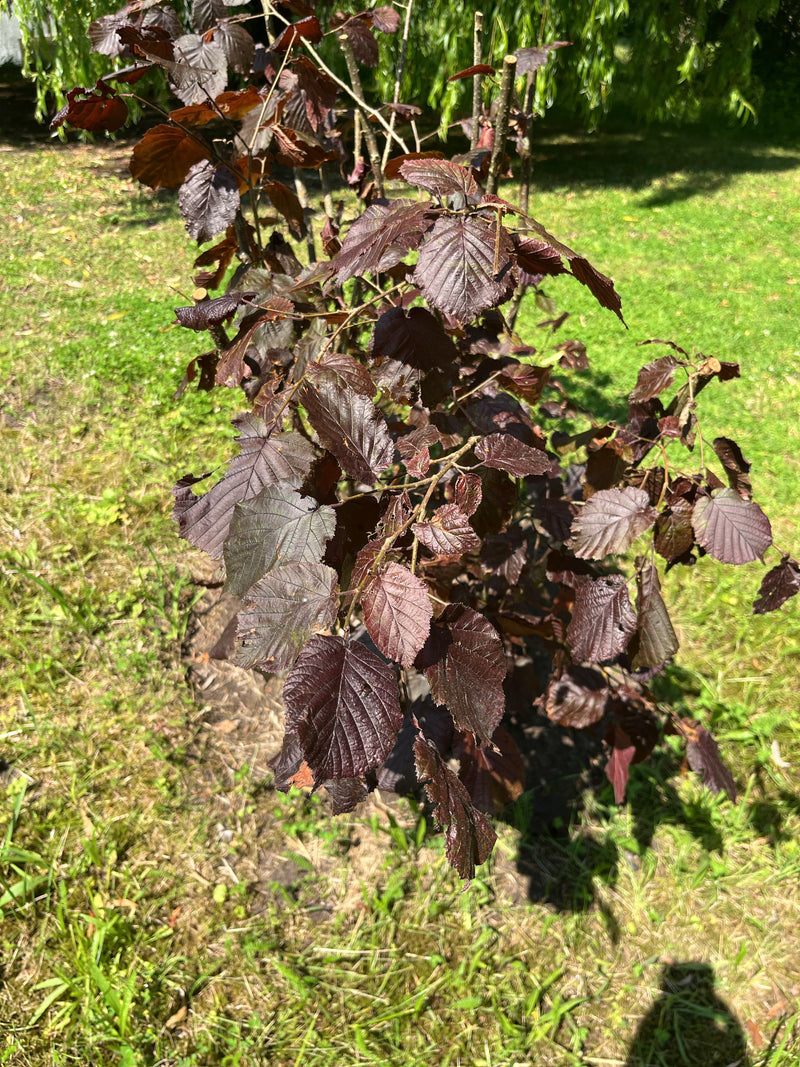 Te zien is een jonge hazelaarstruik met opvallende donkerrode bladeren van bovenaf. De plant staat in een tuin op een grasveld.