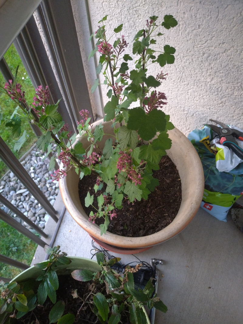 Bloed bes — Bild 1